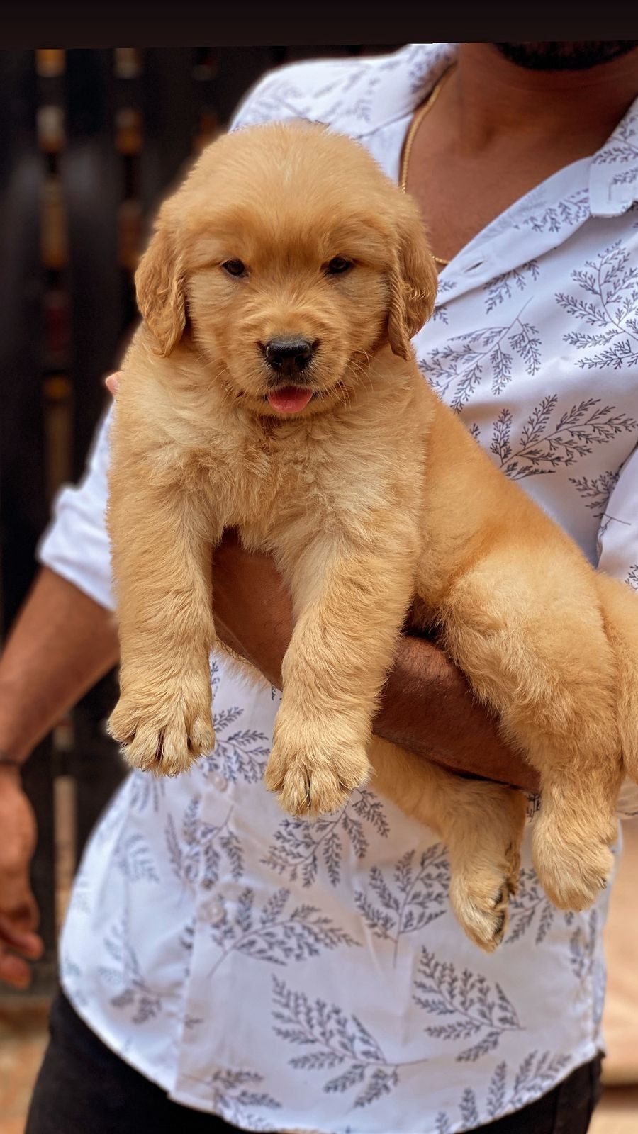 Golden Retriever puppy portrait